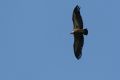 img_7378a.jpg