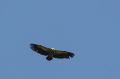 img_7399a.jpg