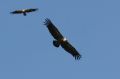 img_7403a.jpg