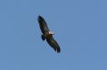 img_7438a.jpg