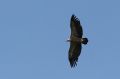 img_7467a.jpg