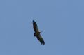 img_7483a.jpg