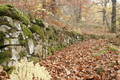 image aleatoire