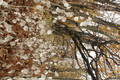 image aleatoire