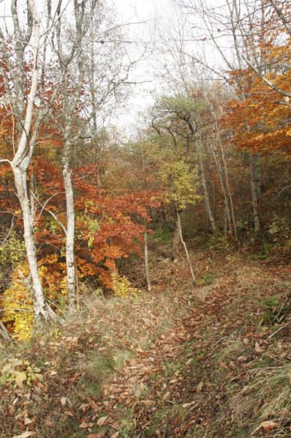 2008-11-09_Haute_Dourbie_257.jpg