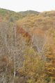 2008-11-09_Haute_Dourbie_008.jpg