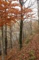 2008-11-09_Haute_Dourbie_245.jpg
