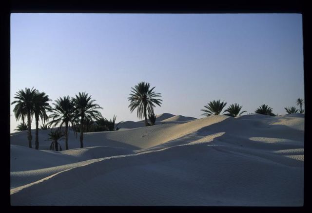 Tunisie_Mars_1998_048_Douz.jpg