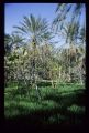 Tunisie_Mars_1998_033_Palmeraie.jpg