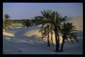 Tunisie_Mars_1998_049_Douz.jpg